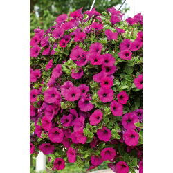 Petunia pendula - Rubina - Petunia x hybrida pendula - Impresionantes flores embudo de color escarlata-púrpura - Semillas frescas