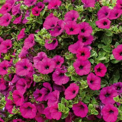 Petunia pendula - Rubina - Petunia x hybrida pendula - Impresionantes flores embudo de color escarlata-púrpura - Semillas frescas