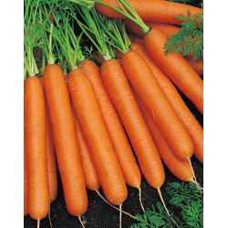 Морква "Нант 3" - середньоранній сорт - 4250 насіння - Daucus carota ssp. sativus 