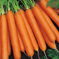 Морква "Нант 3" - середньоранній сорт - 4250 насіння - Daucus carota ssp. sativus 