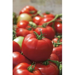 Tomato - Hardy F1 - Firm Fruits, Long-Term Perfection - Fresh Seeds