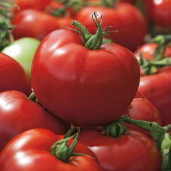 Tomato - Hardy F1 - Firm Fruits, Long-Term Perfection - Fresh Seeds