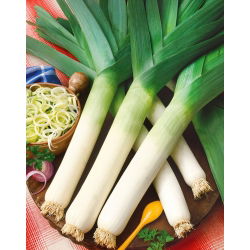 Porrulauk - Winner - 320 seemned - Allium ampeloprasum L.