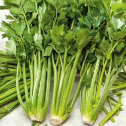 Cellery "Verde Pascal" - tebal, enak, daun hijau pucat - 2600 biji - Apium graveolens