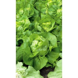 Zelena salata "Panter" - srednje rana sorta - 900 sjemenki - Lactuca sativa L. var. Capitata - sjemenke
