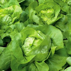 Zelena salata "Panter" - srednje rana sorta - 900 sjemenki - Lactuca sativa L. var. Capitata - sjemenke