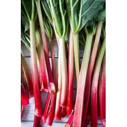 Rhubarb "Victoria" - 50 g - 