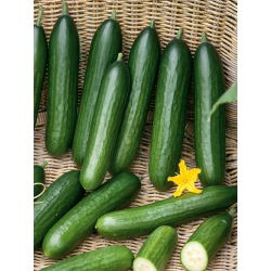 Salatgurke - Twenty F1 - Glatt und knackig, ideal für Salate - Samen