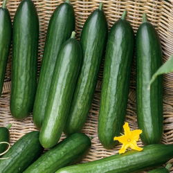 Salatgurke - Twenty F1 - Glatt und knackig, ideal für Salate - Samen