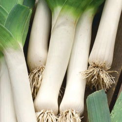 BIO Leek "De Carentan 2" - πιστοποιημένοι βιολογικοί σπόροι - 