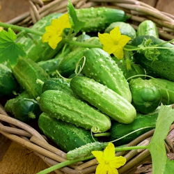 Cucumber - Cornichon de Paris - Seed tape - Juicy Bite, Perfectly Crunchy