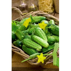 Cucumber - Cornichon de Paris - Seed tape - Juicy Bite, Perfectly Crunchy