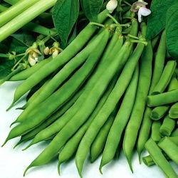 Đậu xanh lùn "Saxa" - một giống sớm - 