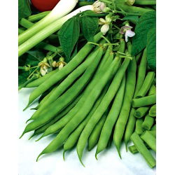 Đậu xanh lùn "Saxa" - một giống sớm - 