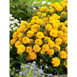 Marigold Meksiko "Gypsy Sunshine" - varietas yang tumbuh rendah; Aztec marigold - 