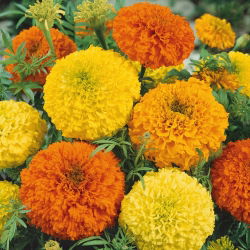 Marigold Meksiko - campuran varietas tinggi; Aztec marigold - 