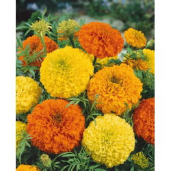 Marigold Meksiko - campuran varietas tinggi; Aztec marigold - 