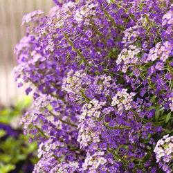 Alyssum dolce - fiori blu; dolce Alison - 