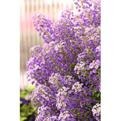 Alyssum dolce - fiori blu; dolce Alison - 