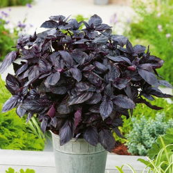 Húng quế đỏ "Dark Opal" - 