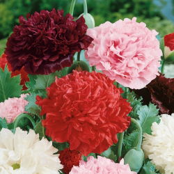 Päonienmohn - Mischung - Papaver paeoniflorum - Farbenfroh, mit gefüllten Blüten - Samen