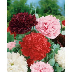 Päonienmohn - Mischung - Papaver paeoniflorum - Farbenfroh, mit gefüllten Blüten - Samen