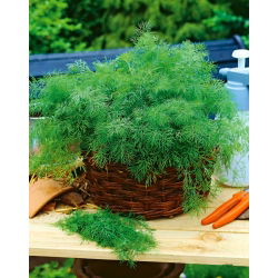 Endro de jardim "Hanak" - uma variedade precoce - 500 g - 