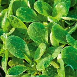 Cornsalad "d'Olanda a Seme Grosso"; cornsalad umum, selada domba, mâche, fetticus, feldsalat, selada kacang, salad lapangan, rapunzel - 