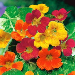 Vườn nasturtium "Viên ngọc châu Phi" - lá trang trí; Cải xoong Ấn Độ, cải xoong tu sĩ - 