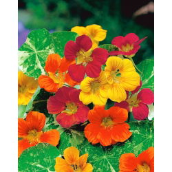 Vườn nasturtium "Viên ngọc châu Phi" - lá trang trí; Cải xoong Ấn Độ, cải xoong tu sĩ - 