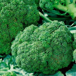 Brokoli "Ramoso Calabrese" - 