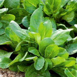 Cornsalad "Verte a coeur plein"; obična kukuruzna salata, janjeća salata, skuša, feticus, feldsalat, orašasta zelena salata, poljska salata, rapunzel - 