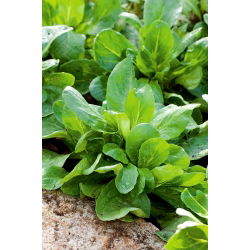 Cornsalad "Verte a coeur plein"; obična kukuruzna salata, janjeća salata, skuša, feticus, feldsalat, orašasta zelena salata, poljska salata, rapunzel - 