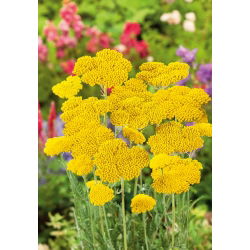 Řebříček tužebníkový - žlutý - Achillea filipendulina - Zlaté okolíky na záhony i suché vazby - Čerstvá semena