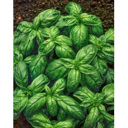 Basil - Genoveser - Ocimum basilicum - 50 g - Aromatic Herb for Culinary Uses - Fresh Seeds