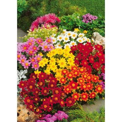 Dwarf dahlia "Miniature" - variasjonsblanding - 