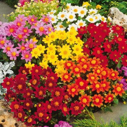 Dwarf dahlia "Miniature" - variasjonsblanding - 