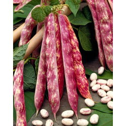 Đậu lùn "Borlotto rosso" - vỏ và hạt đầy màu sắc, cho hạt khô - 