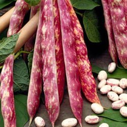 Đậu lùn "Borlotto rosso" - vỏ và hạt đầy màu sắc, cho hạt khô - 