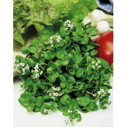 Cải xoong - 400 hạt - Nasturtium officinale W. T. Aiton