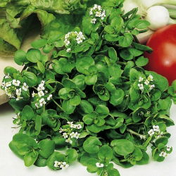 Cải xoong - 400 hạt - Nasturtium officinale W. T. Aiton