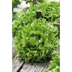 Свежа зелена салата "Regina Dei Ghiacci" 4 - 475 семена - Lactuca sativa L. 