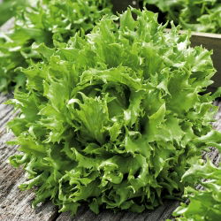 Свежа зелена салата "Regina Dei Ghiacci" 4 - 475 семена - Lactuca sativa L. 