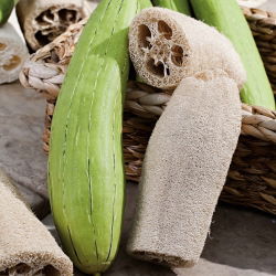 Lufa válcovitá - Luffa cylindrica - Vypěstujte si vlastní ekologické přírodní houbičky - Čerstvá semena