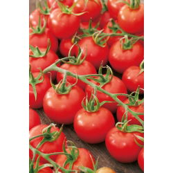Tomato - Dafne F1 - Disease-Free, Early Greenhouse Crop - Fresh Seeds