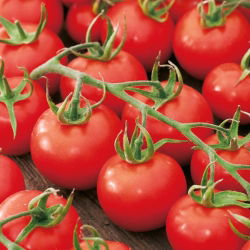 Tomato - Dafne F1 - Disease-Free, Early Greenhouse Crop - Fresh Seeds