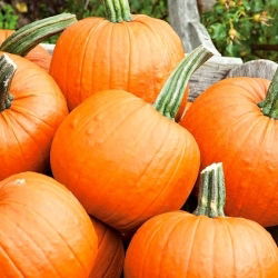 BIO Squash "Jack O 'Lantern" - semințe organice certificate - 