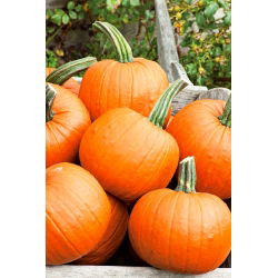 BIO Squash "Jack O 'Lantern" - semințe organice certificate - 