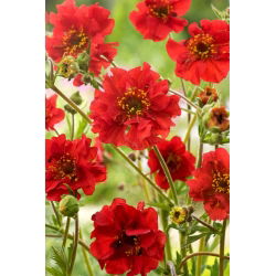 Scarlet avens, chilský avens, dvojkrvavý mary - 120 semien - Geum chiloense - semená