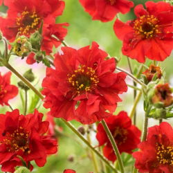 Scarlet avens, chilský avens, dvojkrvavý mary - 120 semien - Geum chiloense - semená